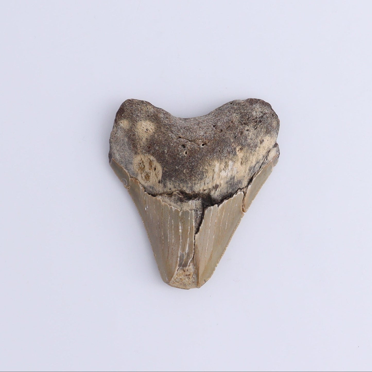 Megalodon Teeth Set of 2 - Expert Wholesale and Supplier of Wholesale Crystals & Bulk Gemstones, ["Megalodon Teeth","United States"]