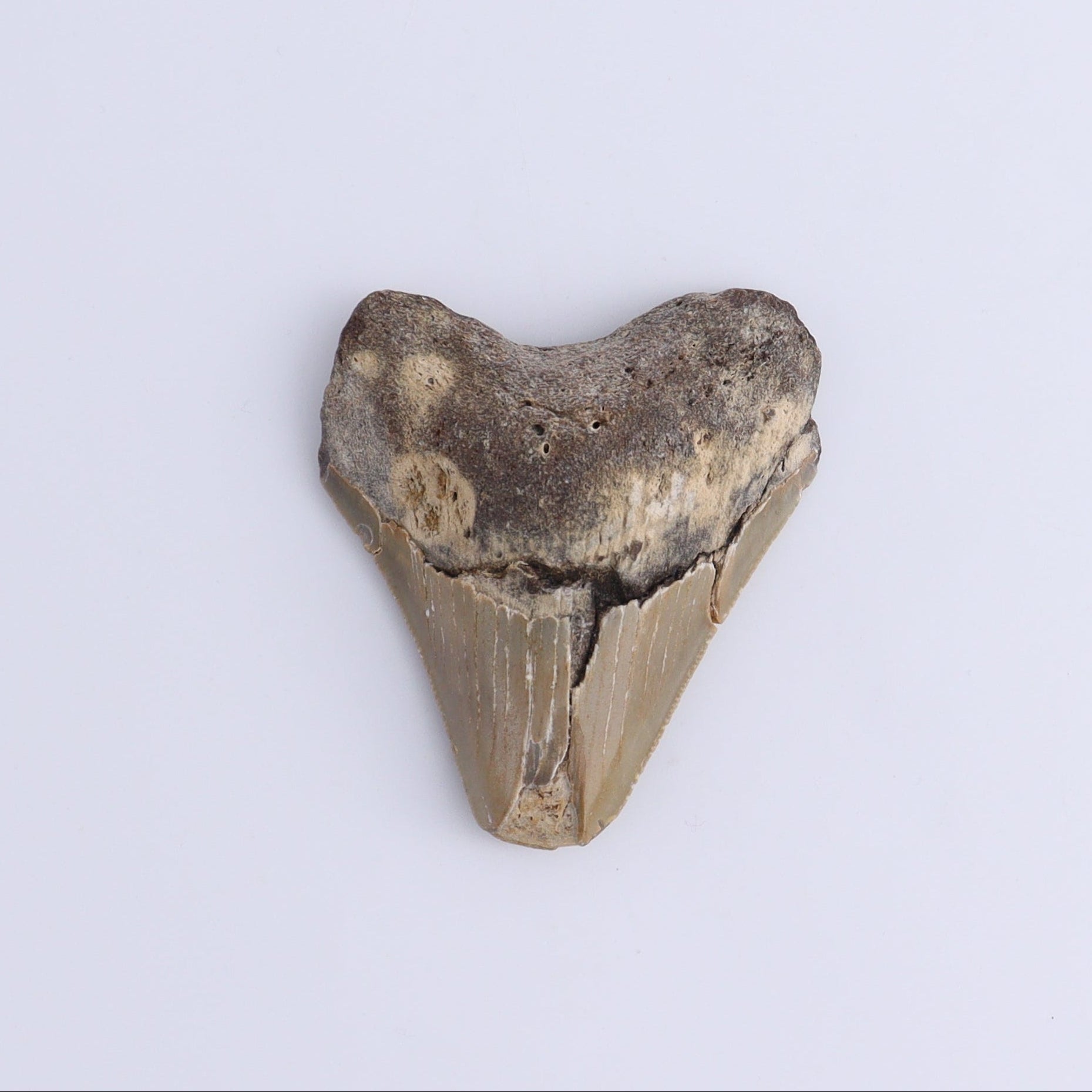 Megalodon Teeth Set of 2 - Expert Wholesale and Supplier of Wholesale Crystals & Bulk Gemstones, ["Megalodon Teeth","United States"]
