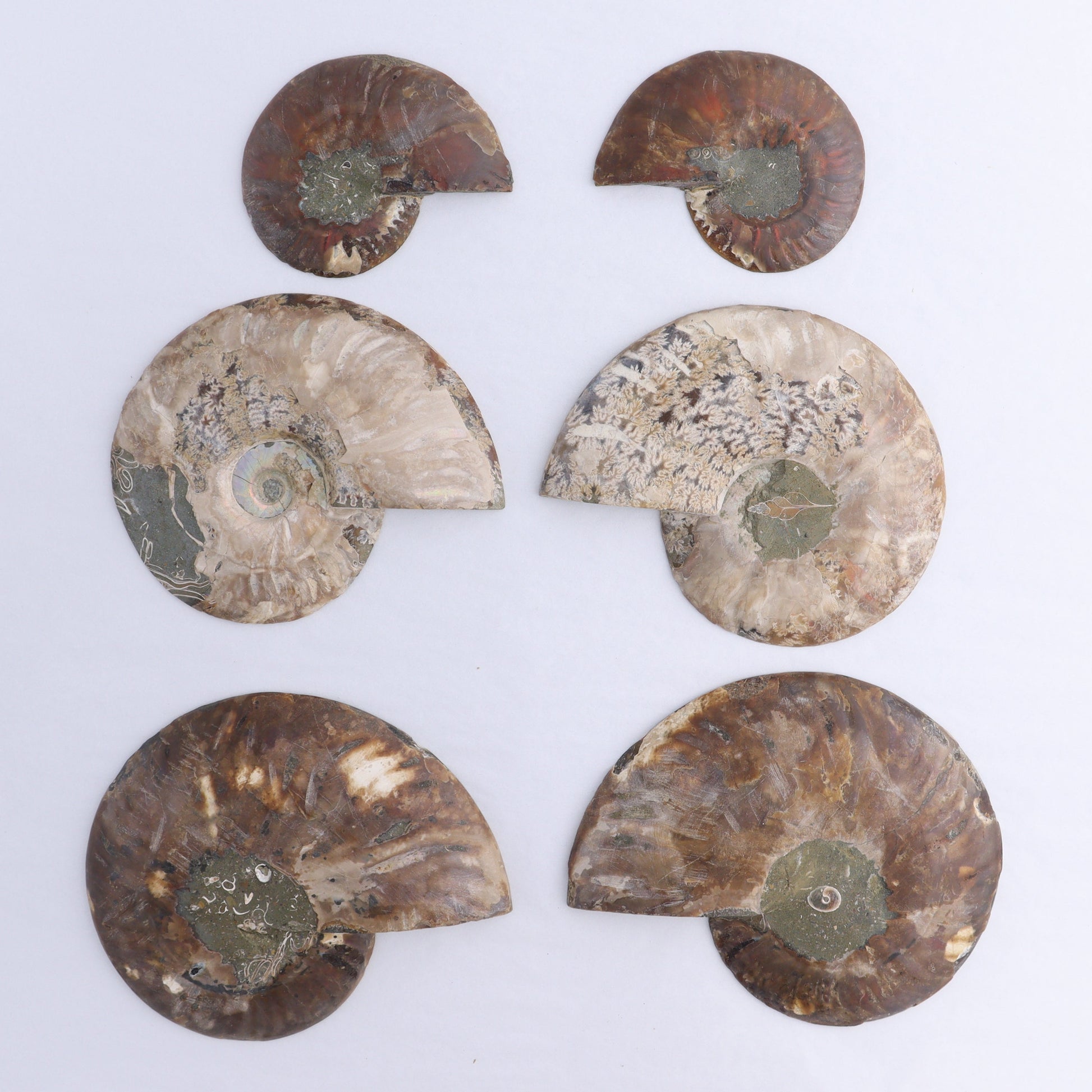 Ammonite Shells Set of 6 - Expert Wholesale and Supplier of Wholesale Crystals & Bulk Gemstones, ["Ammonite","Madagascar","shells"]