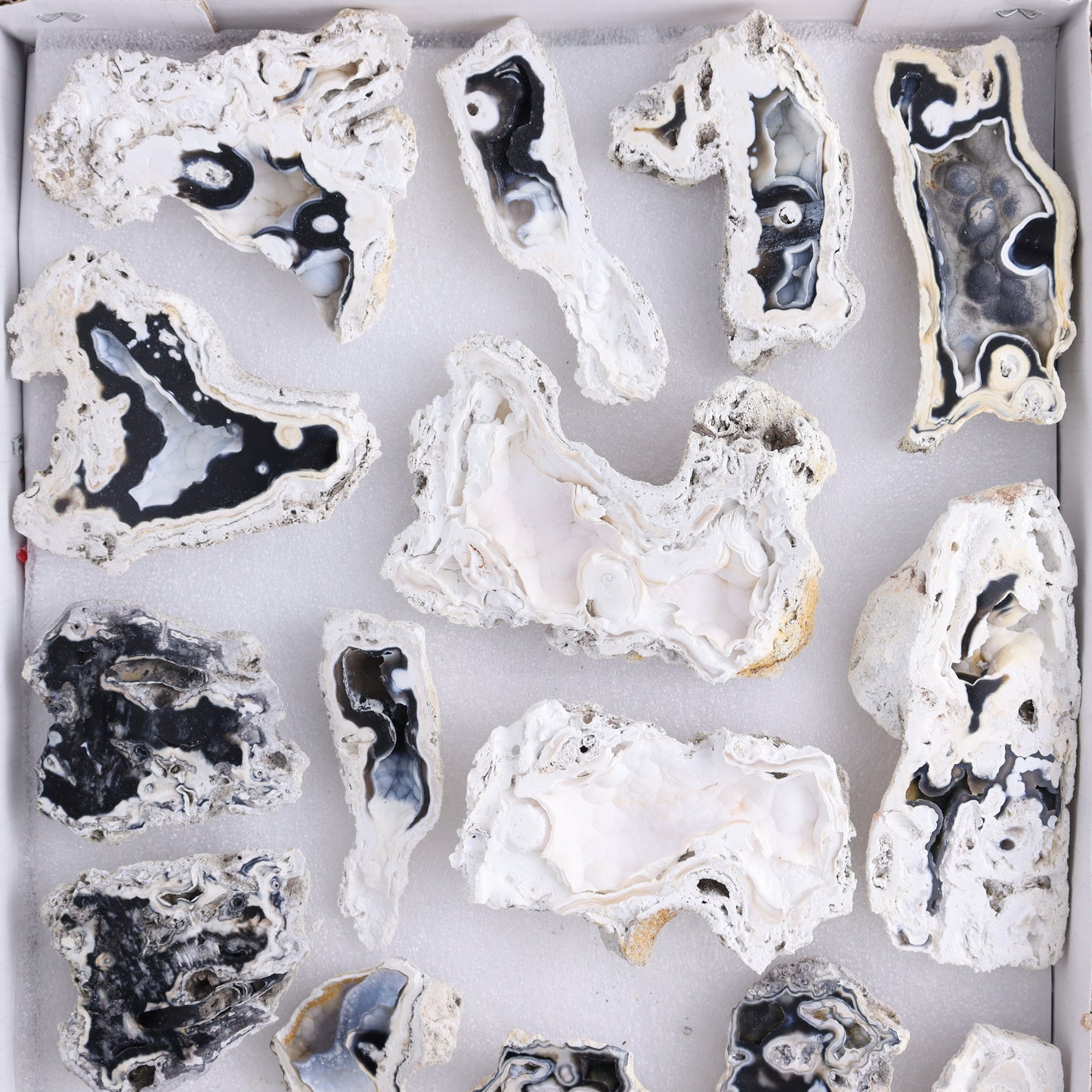 Agatized Coral Flat - Expert Wholesale and Supplier of Wholesale Crystals & Bulk Gemstones, ["Agate","Agatized Coral","Coral","United States"]