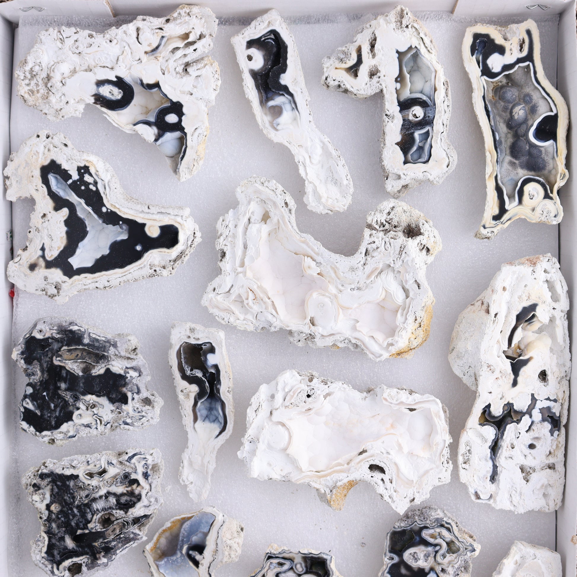 Agatized Coral Flat - Expert Wholesale and Supplier of Wholesale Crystals & Bulk Gemstones, ["Agate","Agatized Coral","Coral","United States"]