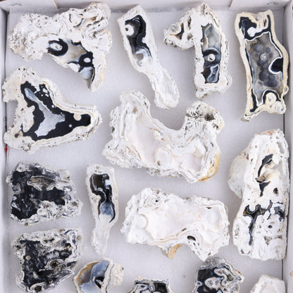 Agatized Coral Flat - Expert Wholesale and Supplier of Wholesale Crystals & Bulk Gemstones, ["Agate","Agatized Coral","Coral","United States"]