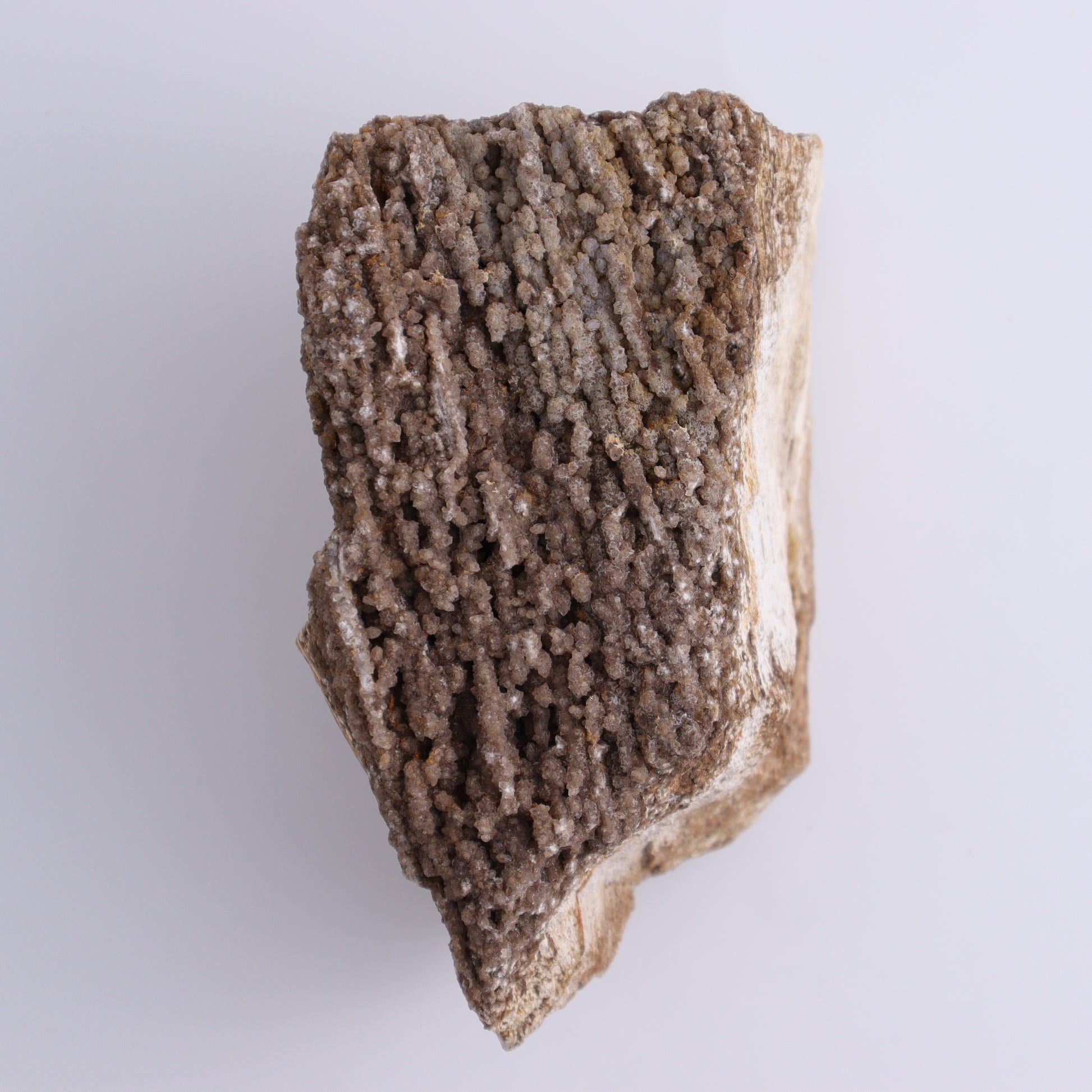 Petrified Wood Rough Set of 3 - Expert Wholesale and Supplier of Wholesale Crystals & Bulk Gemstones, ["Freeforms","Petrified Wood","Rough"]