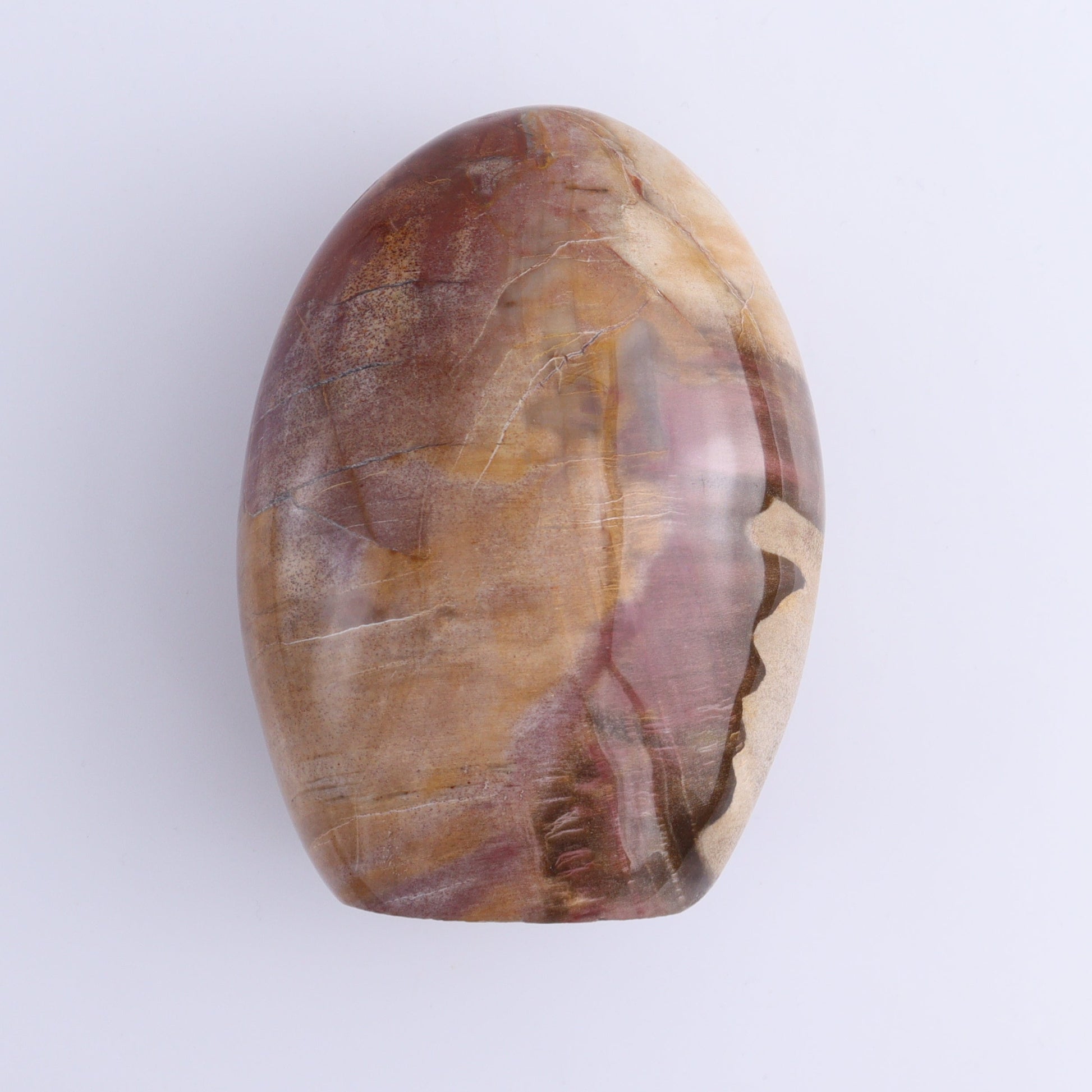 Petrified Wood Freeforms Set of 3 - Expert Wholesale and Supplier of Wholesale Crystals & Bulk Gemstones, ["Freeform","Freeforms","Madagascar","Petrified Wood"]