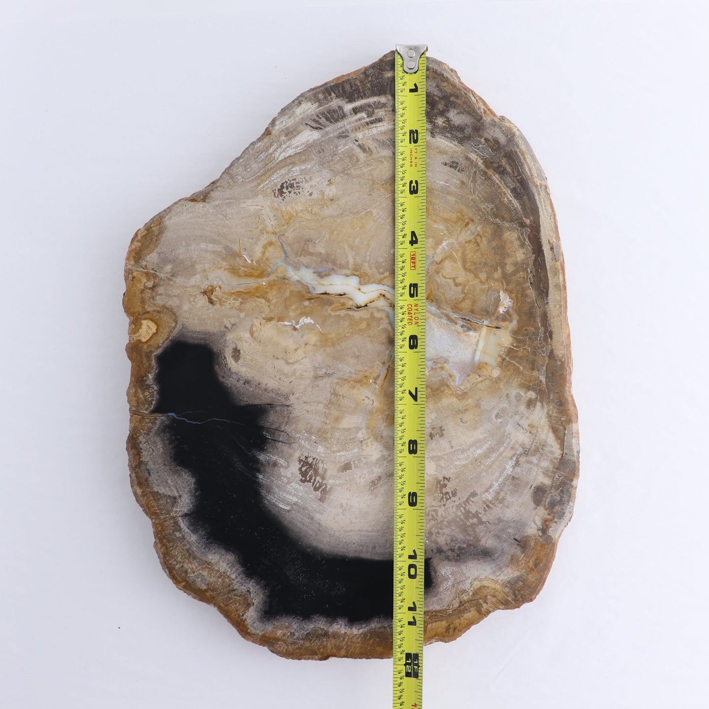 Petrified Wood Slab