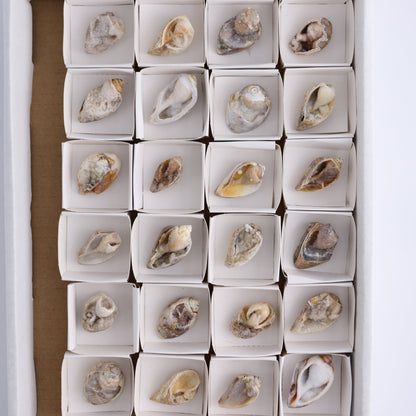 Crystalized Shells Set of 24 - Expert Wholesale and Supplier of Wholesale Crystals & Bulk Gemstones, ["Crystalized Shell","India","shell","shells"]