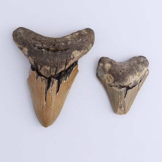 Megalodon Teeth Set of 2 - Expert Wholesale and Supplier of Wholesale Crystals & Bulk Gemstones, ["Megalodon Teeth","United States"]