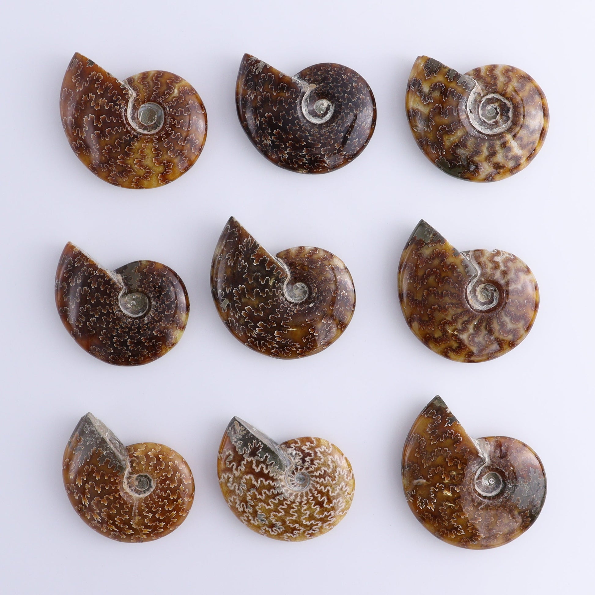 Ammonite Shells Set of 9 - Expert Wholesale and Supplier of Wholesale Crystals & Bulk Gemstones, ["Ammonite","shells"]