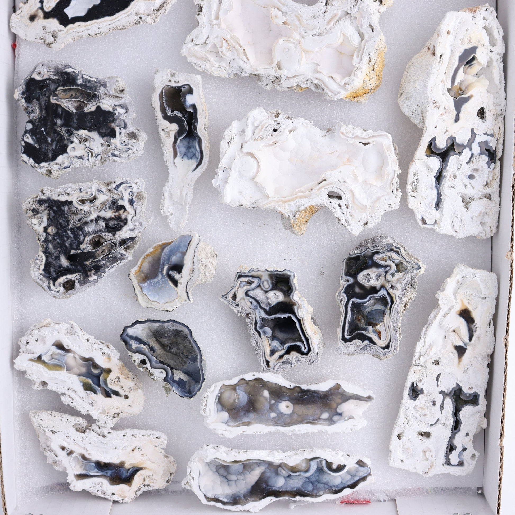 Agatized Coral Flat - Expert Wholesale and Supplier of Wholesale Crystals & Bulk Gemstones, ["Agate","Agatized Coral","Coral","United States"]