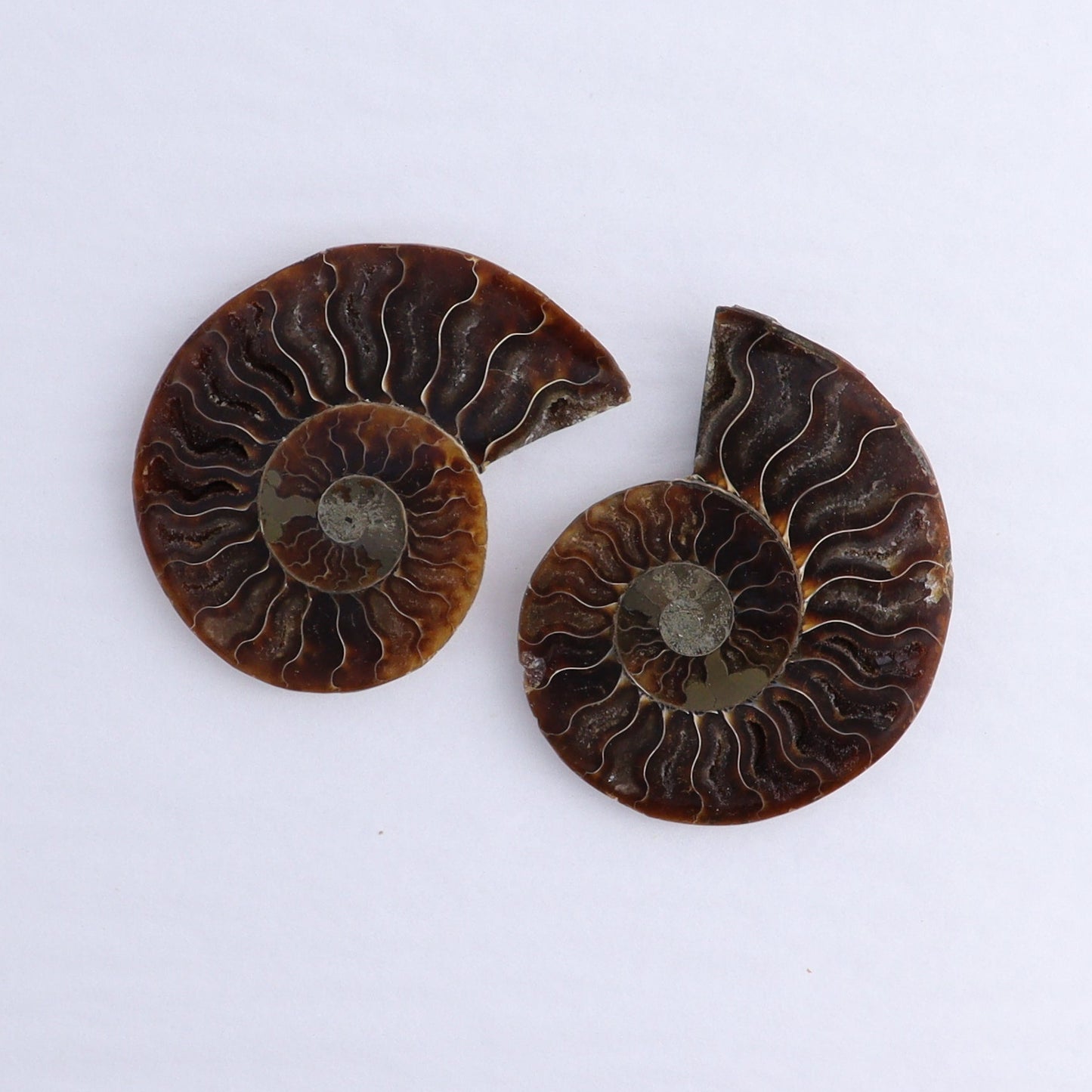 Ammonite Shells Set of 6 - Expert Wholesale and Supplier of Wholesale Crystals & Bulk Gemstones, ["Ammonite","Madagascar","shells"]