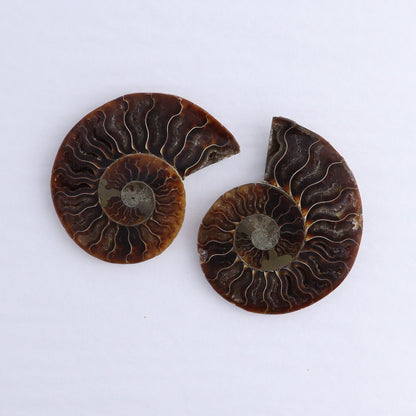 Ammonite Shells Set of 6 - Expert Wholesale and Supplier of Wholesale Crystals & Bulk Gemstones, ["Ammonite","Madagascar","shells"]