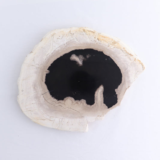 Petrified Wood Slab