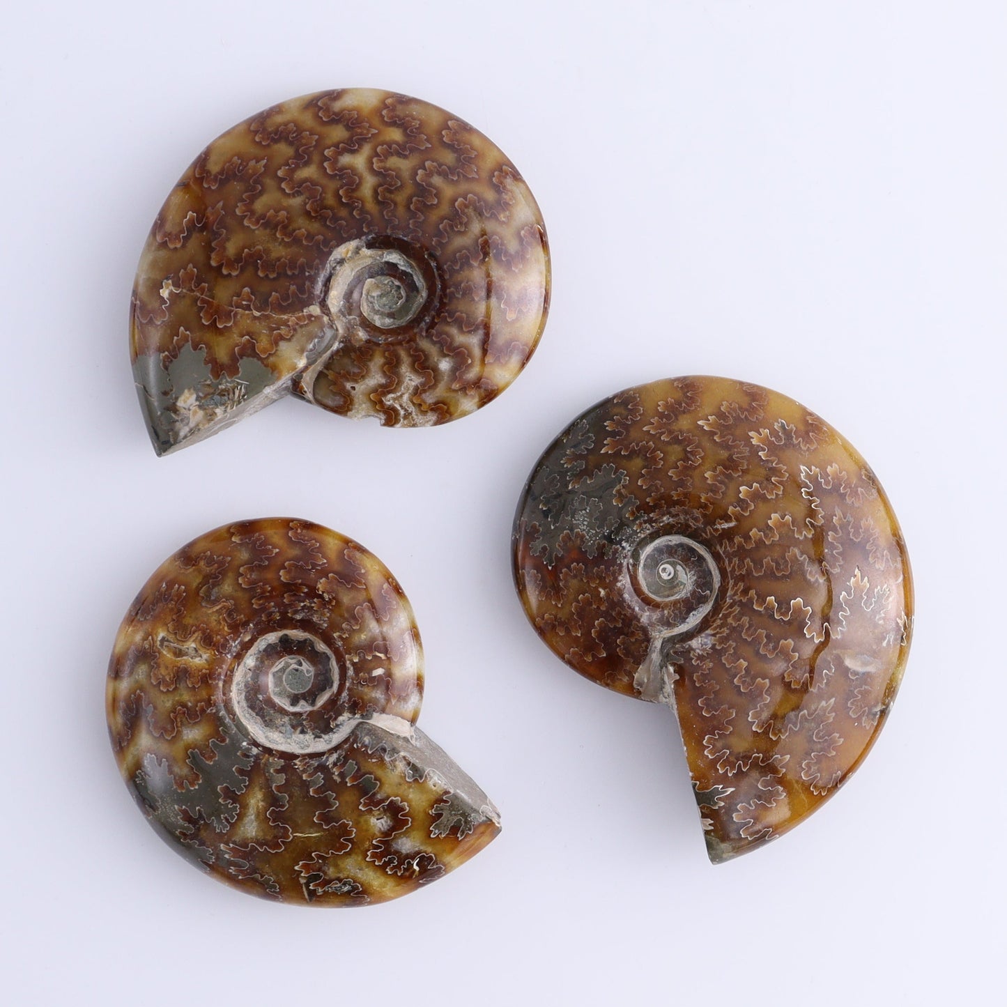 Ammonite Shells Set of 9 - Expert Wholesale and Supplier of Wholesale Crystals & Bulk Gemstones, ["Ammonite","shells"]