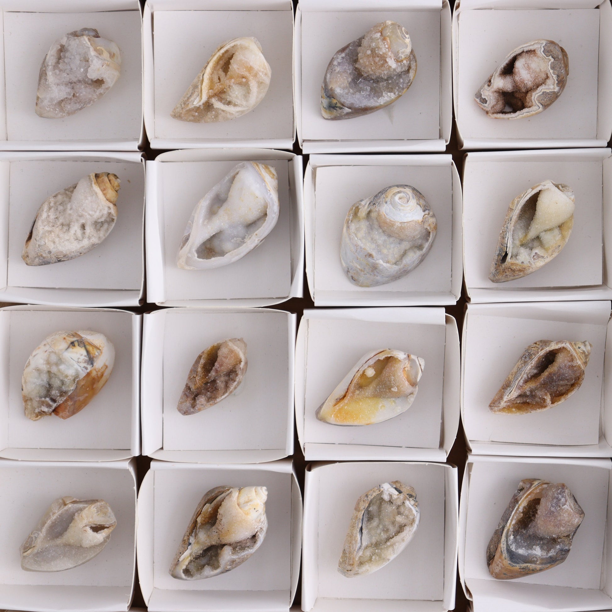 Crystalized Shells Set of 24 - Expert Wholesale and Supplier of Wholesale Crystals & Bulk Gemstones, ["Crystalized Shell","India","shell","shells"]