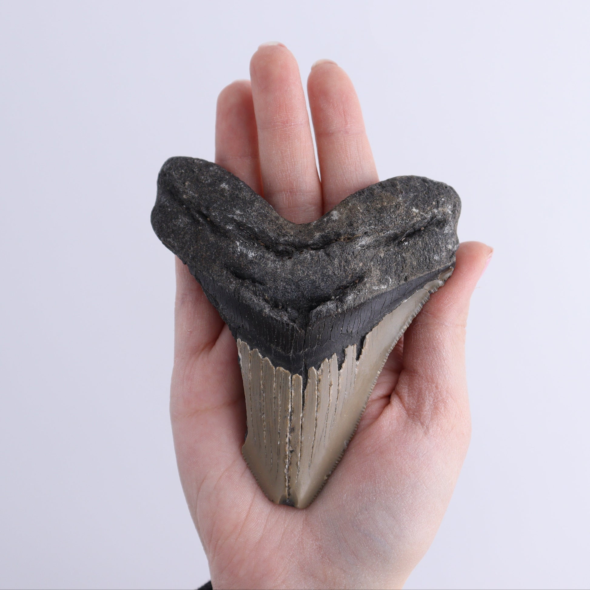 Megalodon Teeth Set of 2 - Expert Wholesale and Supplier of Wholesale Crystals & Bulk Gemstones, ["Megalodon Teeth","United States"]