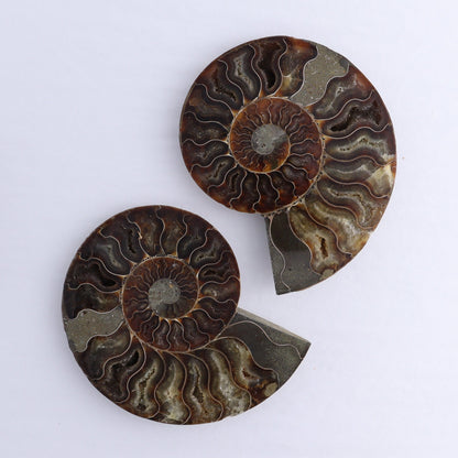 Ammonite Shells Set of 6 - Expert Wholesale and Supplier of Wholesale Crystals & Bulk Gemstones, ["Ammonite","Madagascar","shells"]