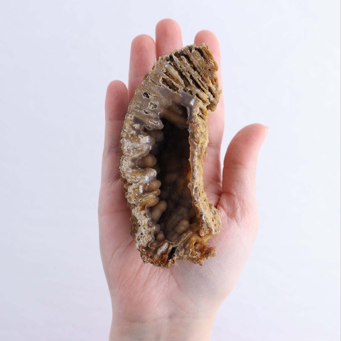 Agatized Coral Flat - Expert Wholesale and Supplier of Wholesale Crystals & Bulk Gemstones, ["Agate","Agatized Coral","Coral","United States"]