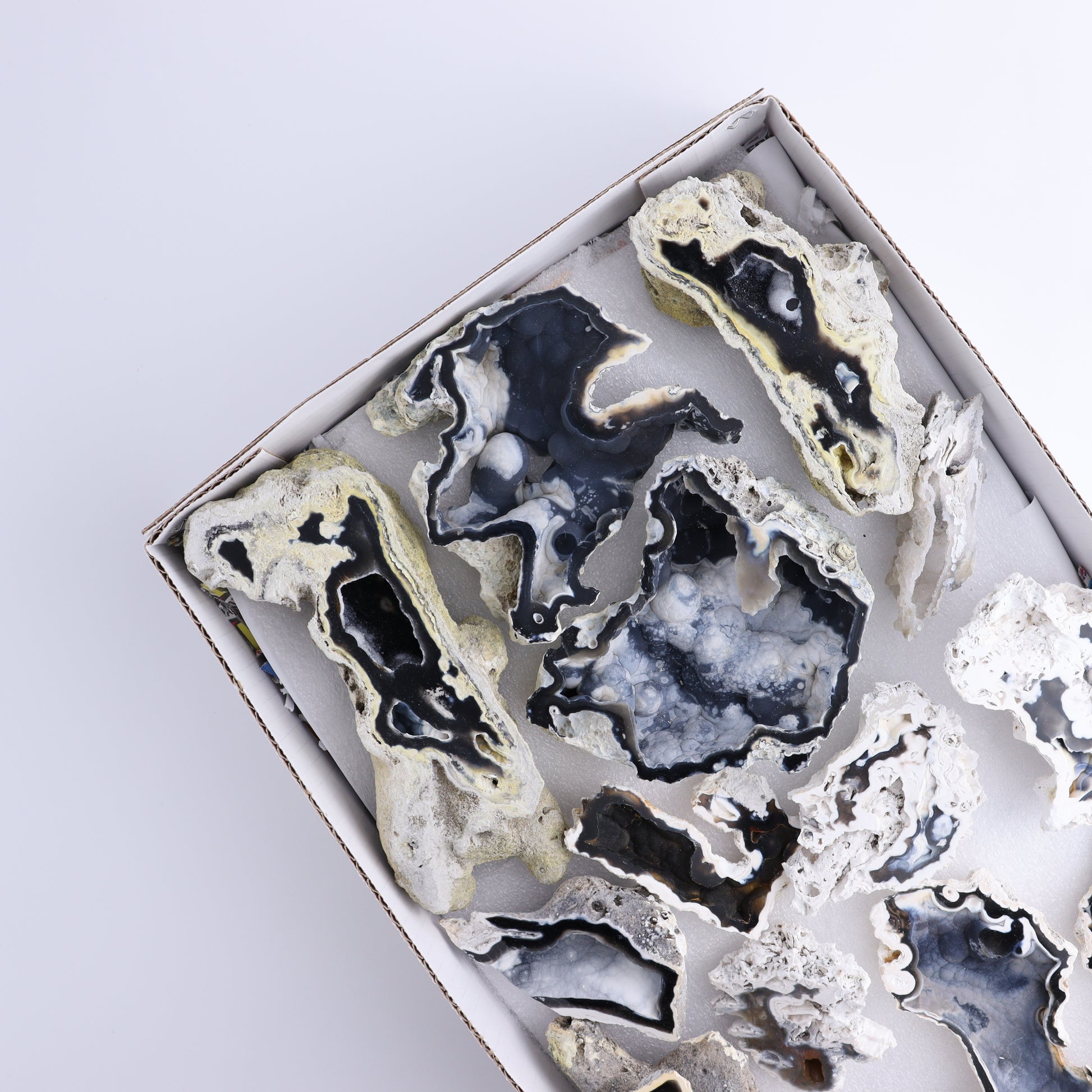 Agatized Coral Flat - Expert Wholesale and Supplier of Wholesale Crystals & Bulk Gemstones, ["Agate","Agatized Coral","Coral","United States"]