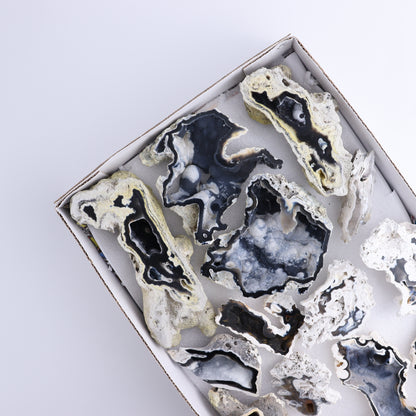 Agatized Coral Flat - Expert Wholesale and Supplier of Wholesale Crystals & Bulk Gemstones, ["Agate","Agatized Coral","Coral","United States"]