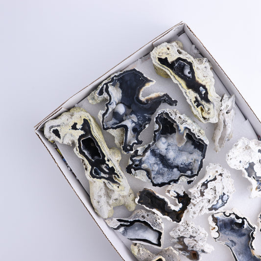 Agatized Coral Flat - Expert Wholesale and Supplier of Wholesale Crystals & Bulk Gemstones, ["Agate","Agatized Coral","Coral","United States"]