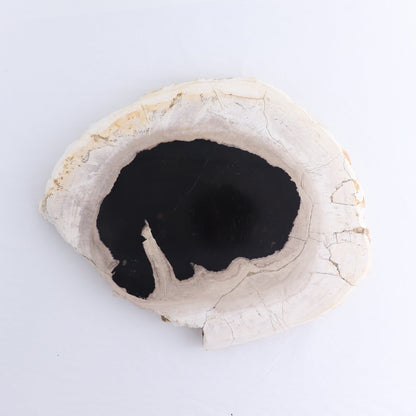 Petrified Wood Slab