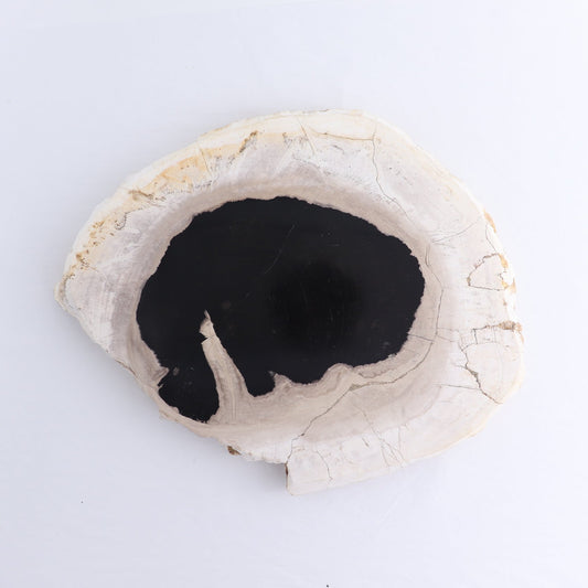 Petrified Wood Slab