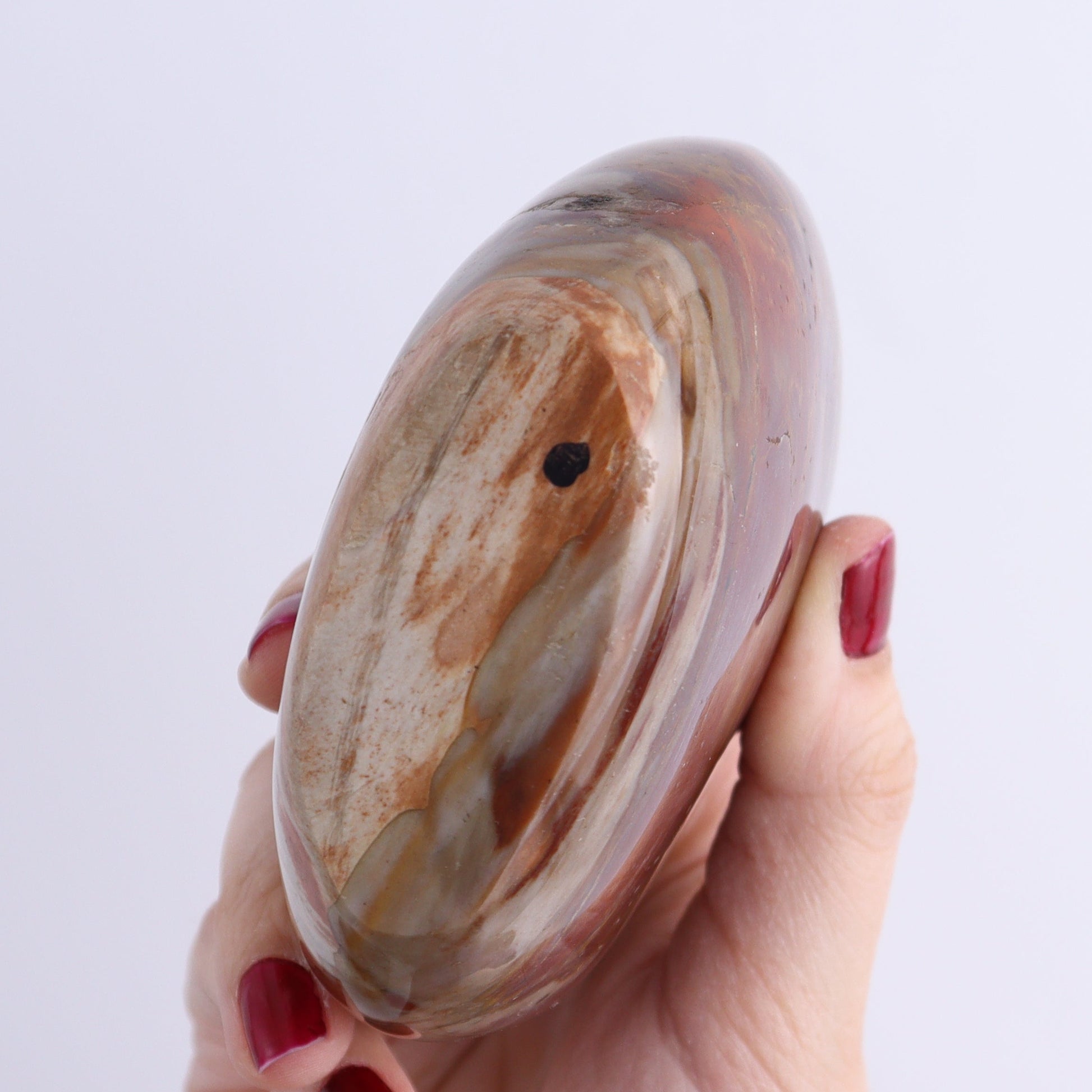 Petrified Wood Freeforms Set of 3 - Expert Wholesale and Supplier of Wholesale Crystals & Bulk Gemstones, ["Freeform","Freeforms","Madagascar","Petrified Wood"]
