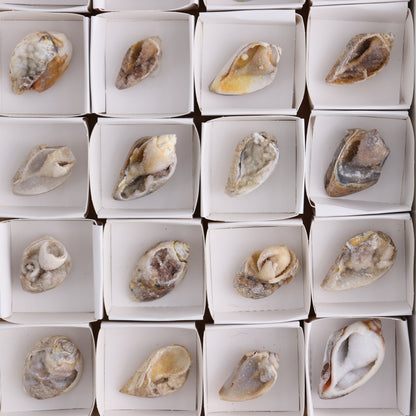 Crystalized Shells Set of 24 - Expert Wholesale and Supplier of Wholesale Crystals & Bulk Gemstones, ["Crystalized Shell","India","shell","shells"]