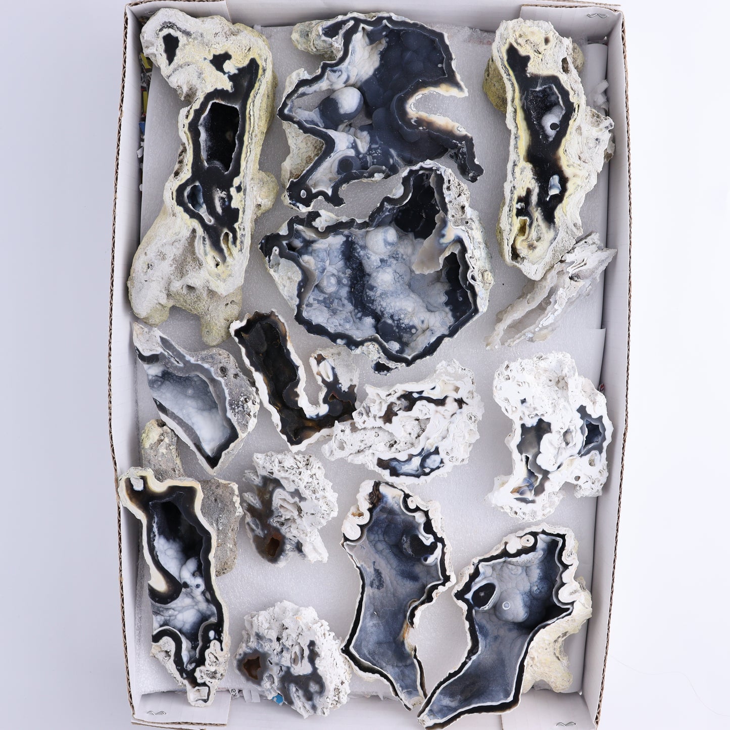 Agatized Coral Flat - Expert Wholesale and Supplier of Wholesale Crystals & Bulk Gemstones, ["Agate","Agatized Coral","Coral","United States"]