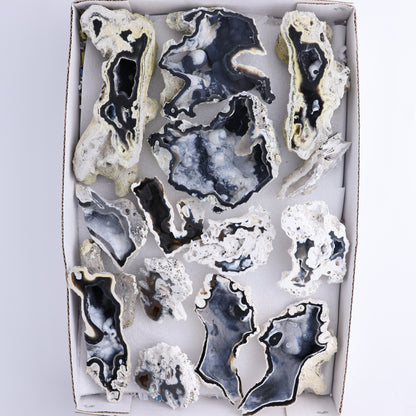 Agatized Coral Flat - Expert Wholesale and Supplier of Wholesale Crystals & Bulk Gemstones, ["Agate","Agatized Coral","Coral","United States"]