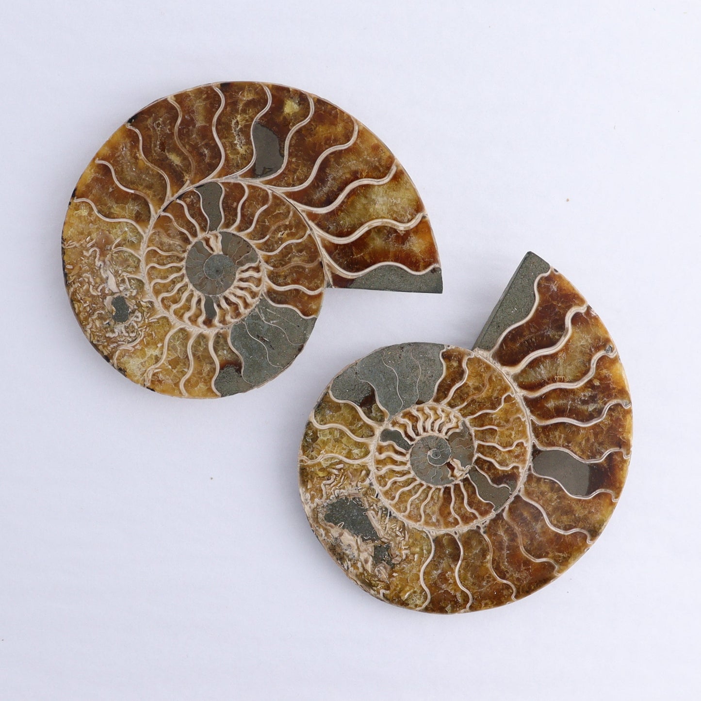Ammonite Shells Set of 6 - Expert Wholesale and Supplier of Wholesale Crystals & Bulk Gemstones, ["Ammonite","Madagascar","shells"]