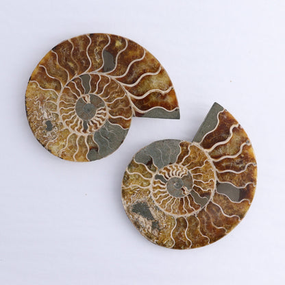 Ammonite Shells Set of 6 - Expert Wholesale and Supplier of Wholesale Crystals & Bulk Gemstones, ["Ammonite","Madagascar","shells"]