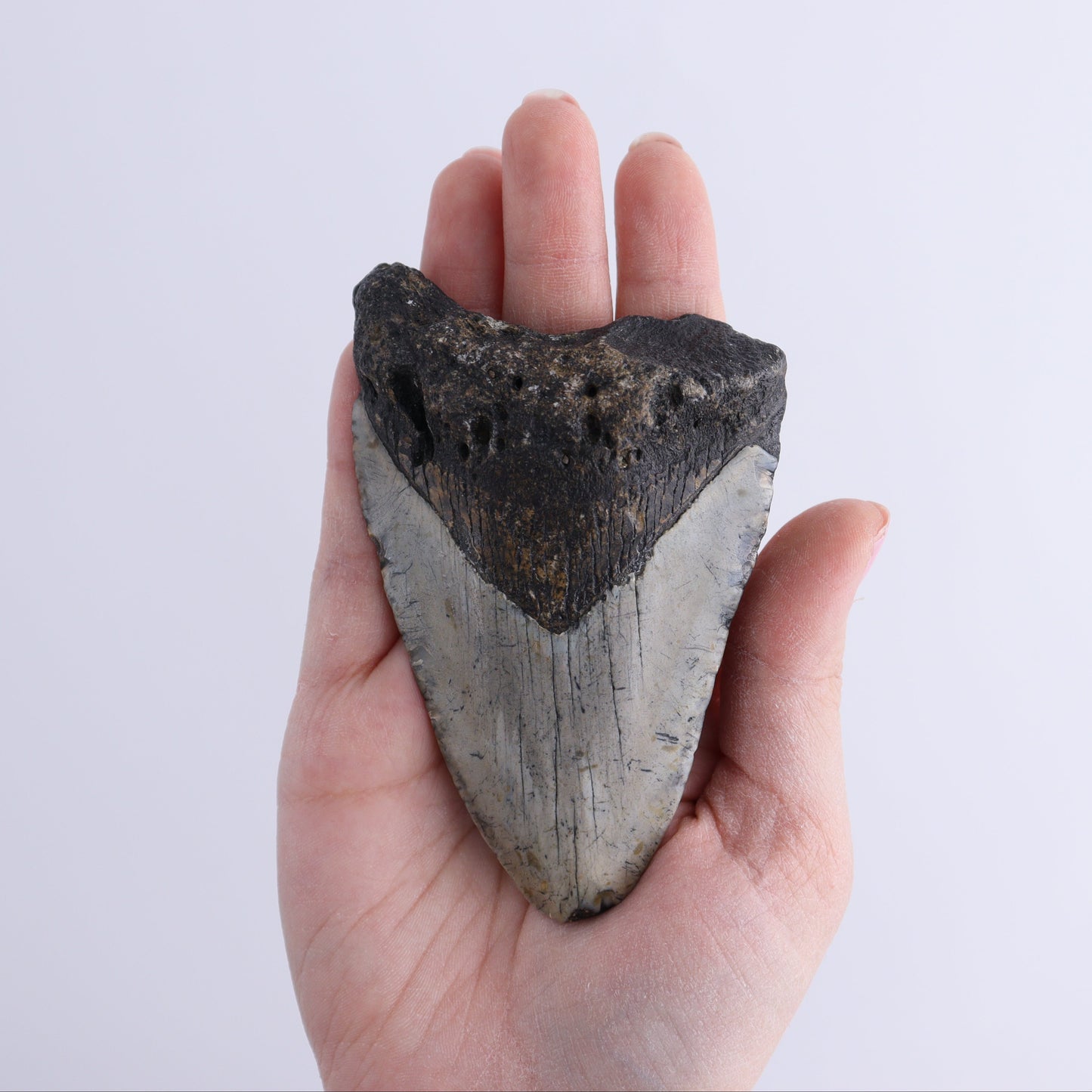 Megalodon Teeth Set of 2 - Expert Wholesale and Supplier of Wholesale Crystals & Bulk Gemstones, ["Megalodon Teeth","United States"]