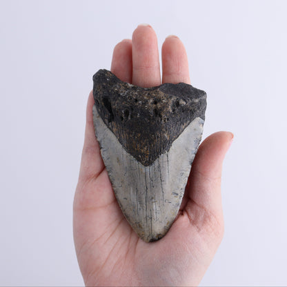 Megalodon Teeth Set of 2 - Expert Wholesale and Supplier of Wholesale Crystals & Bulk Gemstones, ["Megalodon Teeth","United States"]