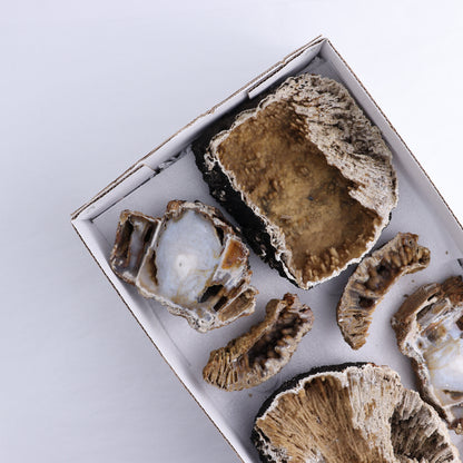 Agatized Coral Flat - Expert Wholesale and Supplier of Wholesale Crystals & Bulk Gemstones, ["Agate","Agatized Coral","Coral","United States"]