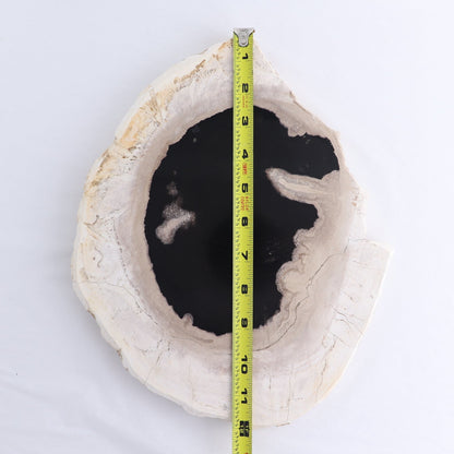 Petrified Wood Slab