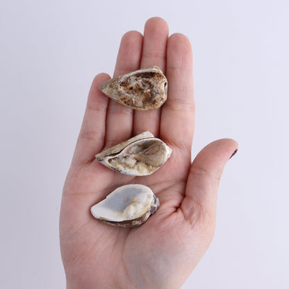 Crystalized Shells Set of 24 - Expert Wholesale and Supplier of Wholesale Crystals & Bulk Gemstones, ["Crystalized Shell","India","shell","shells"]