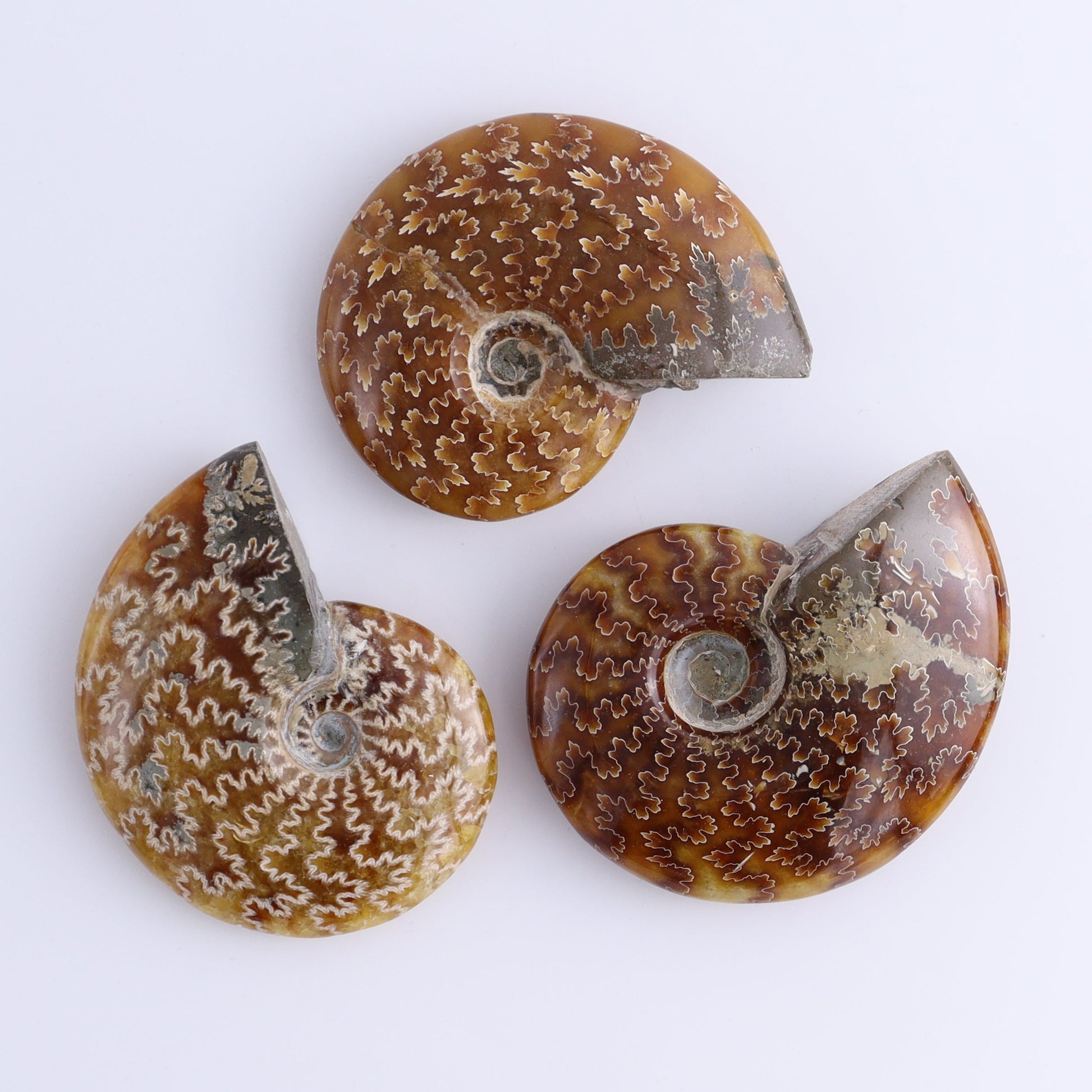 Ammonite Shells Set of 9 - Expert Wholesale and Supplier of Wholesale Crystals & Bulk Gemstones, ["Ammonite","shells"]