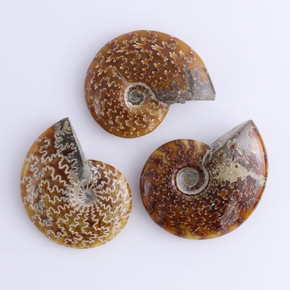 Ammonite Shells Set of 9 - Expert Wholesale and Supplier of Wholesale Crystals & Bulk Gemstones, ["Ammonite","shells"]