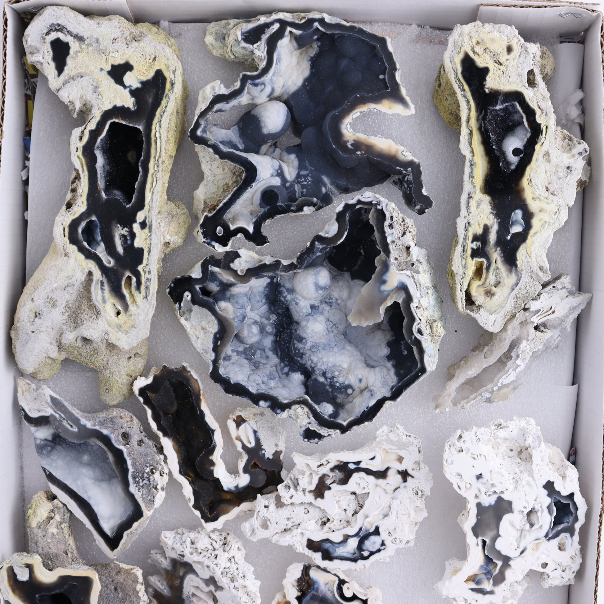 Agatized Coral Flat - Expert Wholesale and Supplier of Wholesale Crystals & Bulk Gemstones, ["Agate","Agatized Coral","Coral","United States"]