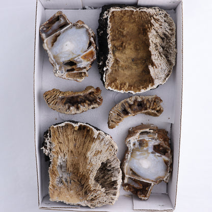 Agatized Coral Flat - Expert Wholesale and Supplier of Wholesale Crystals & Bulk Gemstones, ["Agate","Agatized Coral","Coral","United States"]