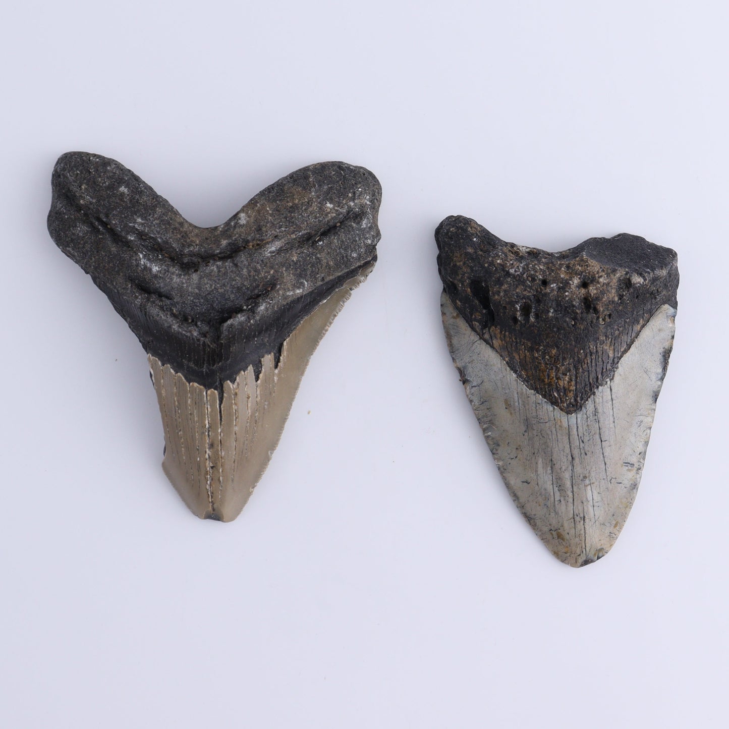 Megalodon Teeth Set of 2 - Expert Wholesale and Supplier of Wholesale Crystals & Bulk Gemstones, ["Megalodon Teeth","United States"]
