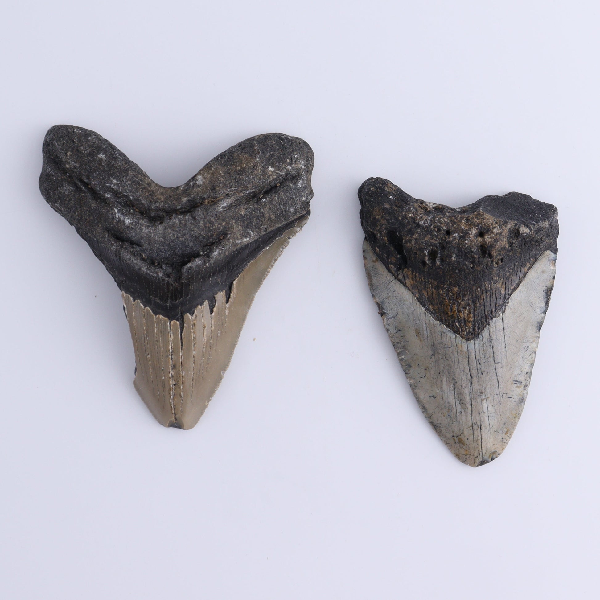 Megalodon Teeth Set of 2 - Expert Wholesale and Supplier of Wholesale Crystals & Bulk Gemstones, ["Megalodon Teeth","United States"]