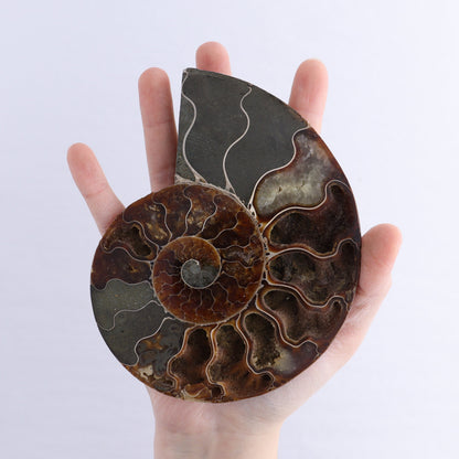 Ammonite Shells Set of 6 - Expert Wholesale and Supplier of Wholesale Crystals & Bulk Gemstones, ["Ammonite","Madagascar","shells"]