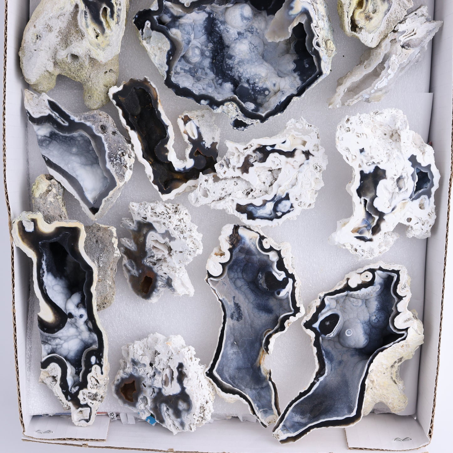 Agatized Coral Flat - Expert Wholesale and Supplier of Wholesale Crystals & Bulk Gemstones, ["Agate","Agatized Coral","Coral","United States"]