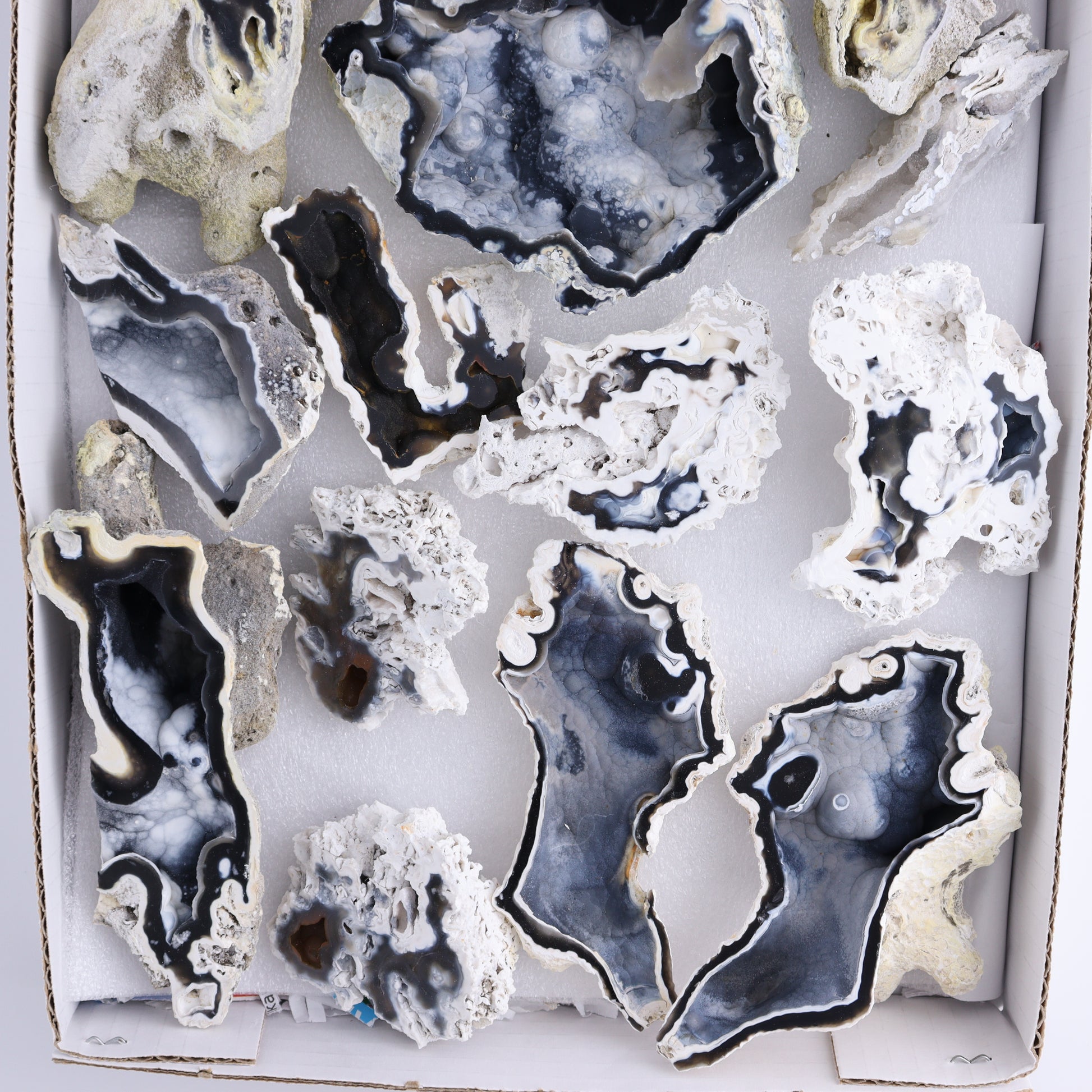 Agatized Coral Flat - Expert Wholesale and Supplier of Wholesale Crystals & Bulk Gemstones, ["Agate","Agatized Coral","Coral","United States"]