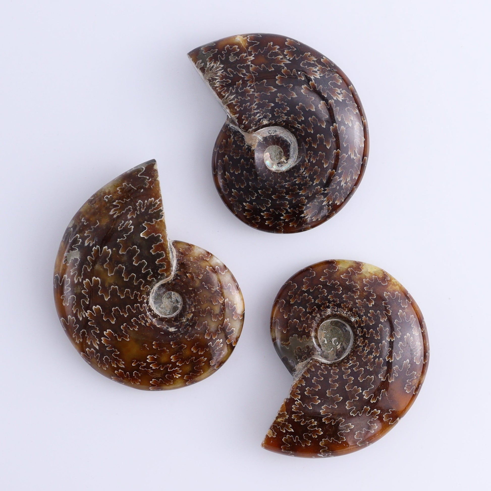 Ammonite Shells Set of 9 - Expert Wholesale and Supplier of Wholesale Crystals & Bulk Gemstones, ["Ammonite","shells"]