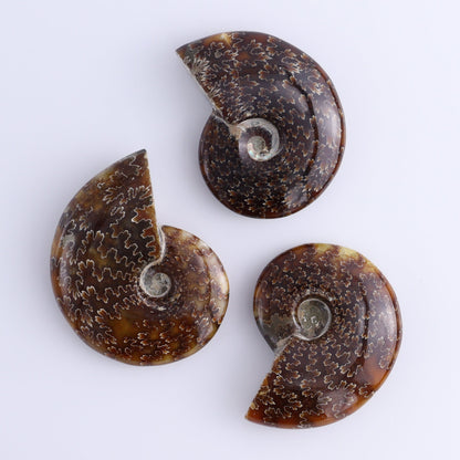 Ammonite Shells Set of 9 - Expert Wholesale and Supplier of Wholesale Crystals & Bulk Gemstones, ["Ammonite","shells"]