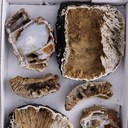Agatized Coral Flat - Expert Wholesale and Supplier of Wholesale Crystals & Bulk Gemstones, ["Agate","Agatized Coral","Coral","United States"]