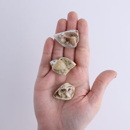 Crystalized Shells Set of 24 - Expert Wholesale and Supplier of Wholesale Crystals & Bulk Gemstones, ["Crystalized Shell","India","shell","shells"]